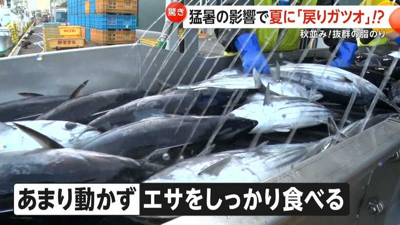 海水温が高いエリアに留まってエサを食べたことで、脂がのったという