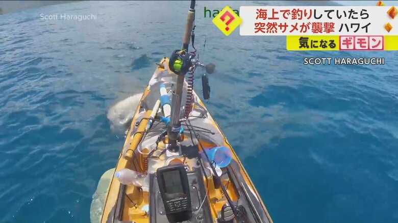 カヤックを巨大なイタチザメが襲撃する瞬間の様子③
