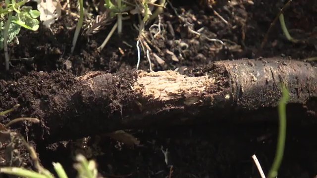馬場桜の根元　「ナラタケ病」や「モンパ病」にかかってしまったか？