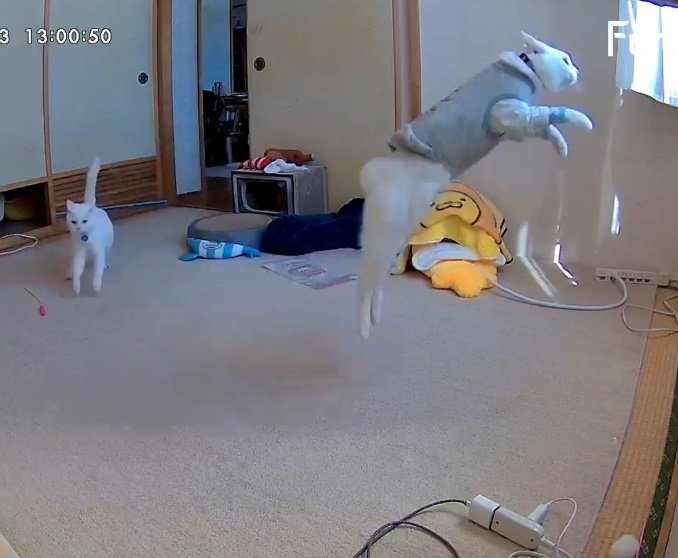 こちらは2匹をとらえたお留守番カメラの映像。大ジャンプしているのはリリーちゃん