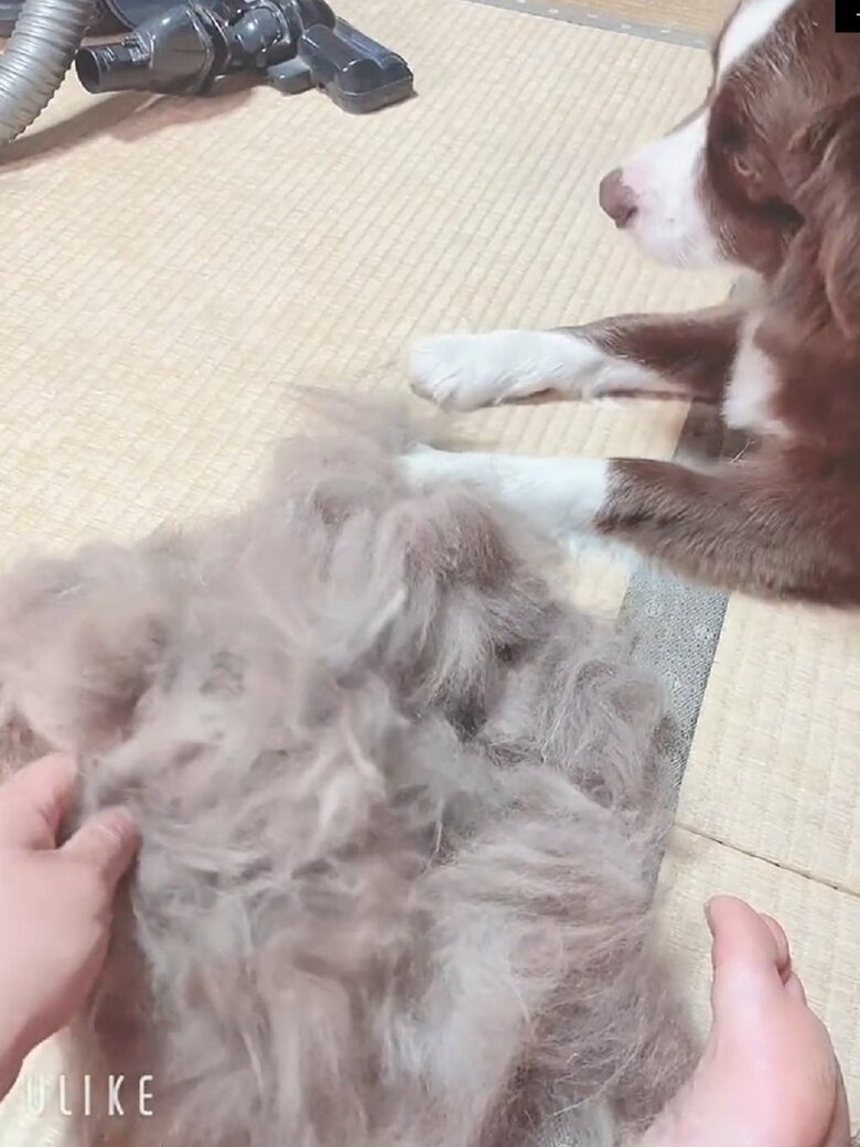 換毛期の毛の量に驚き