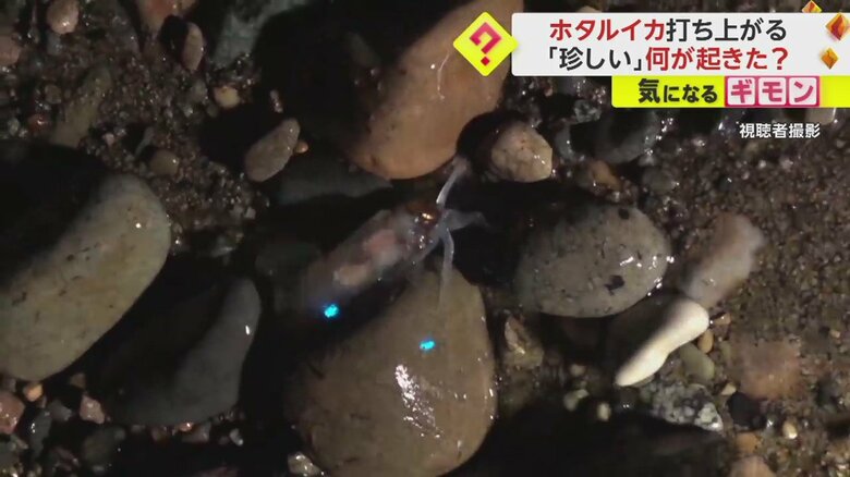 腕の先を青白く光らせるホタルイカ