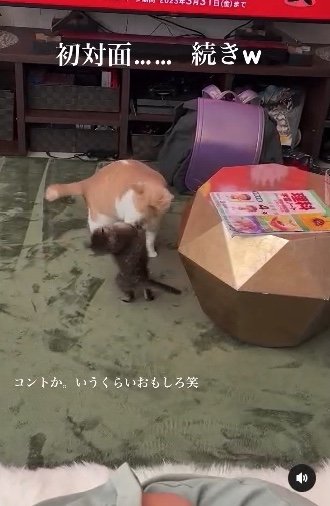 提供：たーにゃ。さん