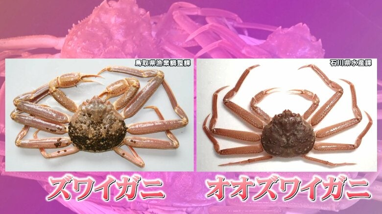 （左：ズワイガニ　右：オオズワイガニ）