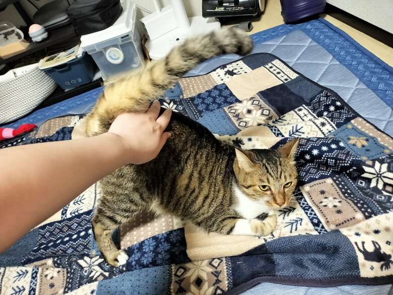お尻トントンをもっとやって〜（提供：猫のテトさん）