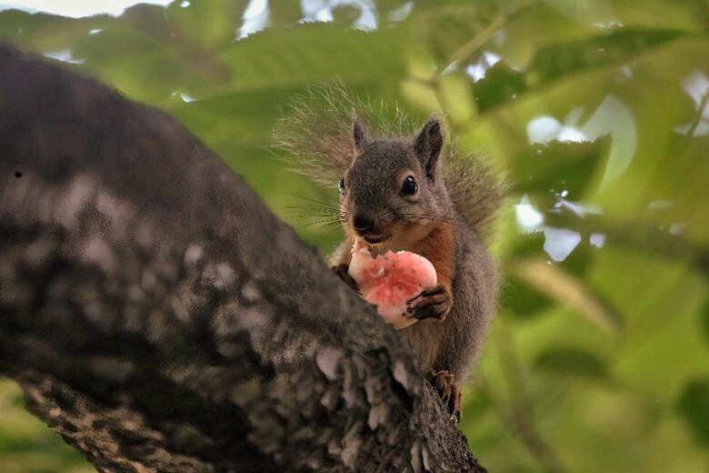 ドクベニタケを樹上に運んで食べる二ホンリス（撮影：五味孝一さん）