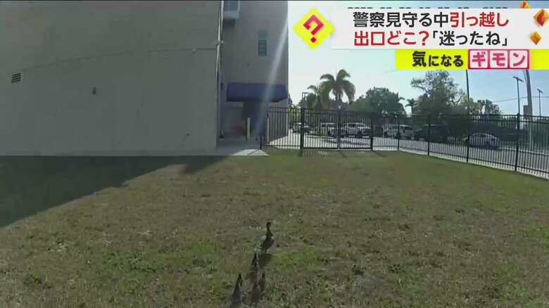警察官に見守られて公園の池を目指すカモの親子の引っ越しシーン一連画像①