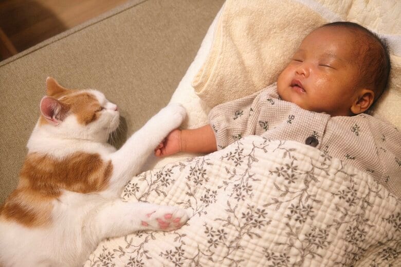 提供：こなつさん