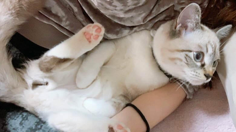 それでも、こめくんの愛らしさは変わらない