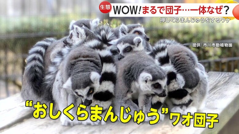 おしくらまんじゅうになっているワオキツネザル（提供：市川市動植物園）
