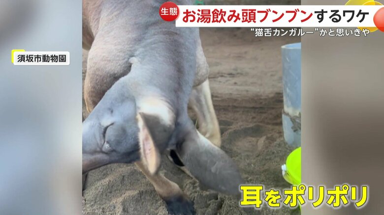 耳をかいている様子のカンガルー（提供：須坂市動物園）