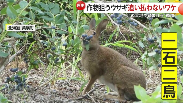 実を食べているウサギ（映像提供：びえいハスカップファーム）