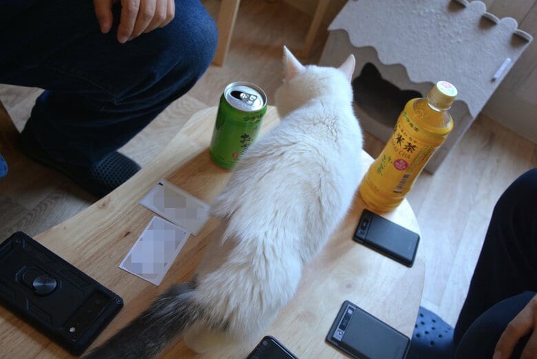 後ろ脚の切断手術をした新生（しんせい）。ハンディキャップをものともせずに動きまわっていた