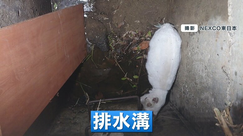 逃げ出し、深い排水溝に落ちてしまった子ヤギ