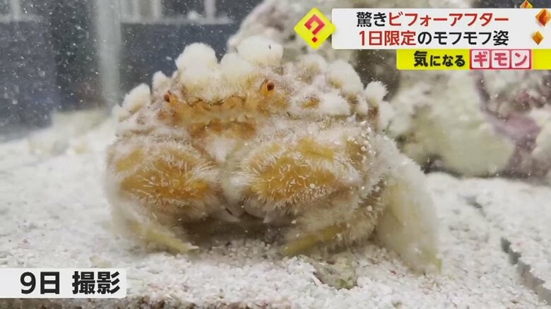 （すさみ町立エビとカニの水族館）