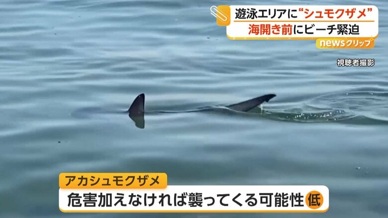 危害を加えなければ襲ってくる可能性は低いというアカシュモクザメ