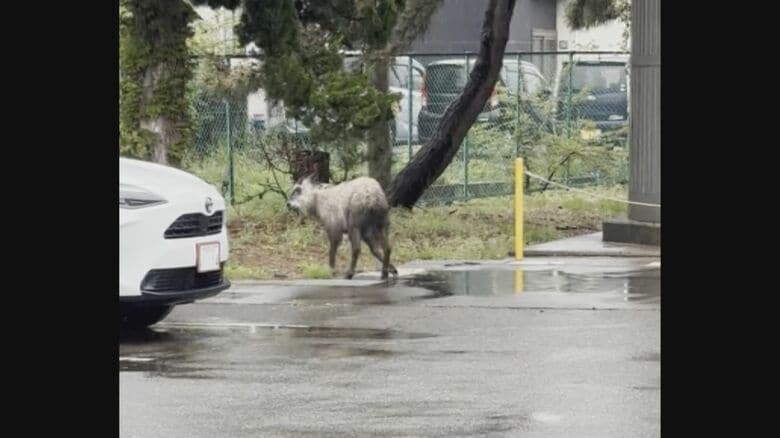 原酒造でも目撃