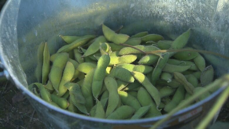 栽培課が育てた枝豆