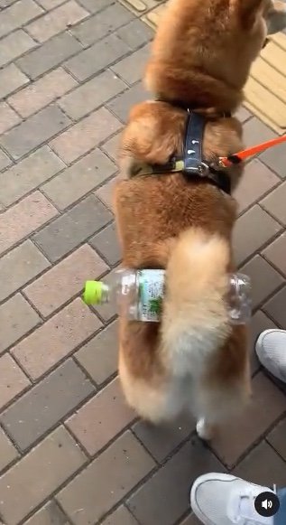 提供：柴犬 しんさん