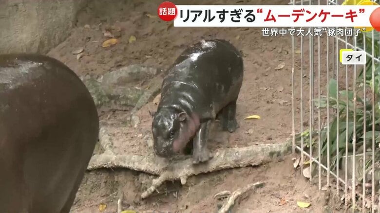 タイの動物園から一気に世界的スターとなったコビトカバのメス、ムーデン