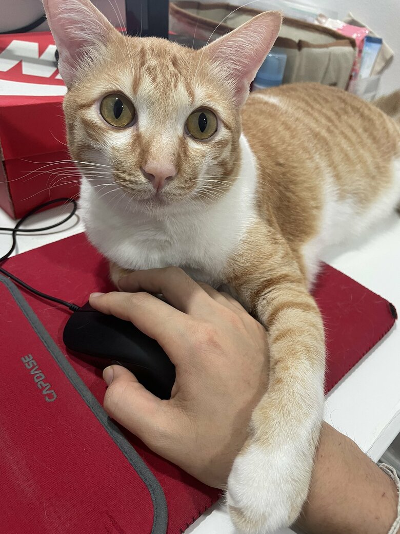 マウスにちょっかいを出す様子