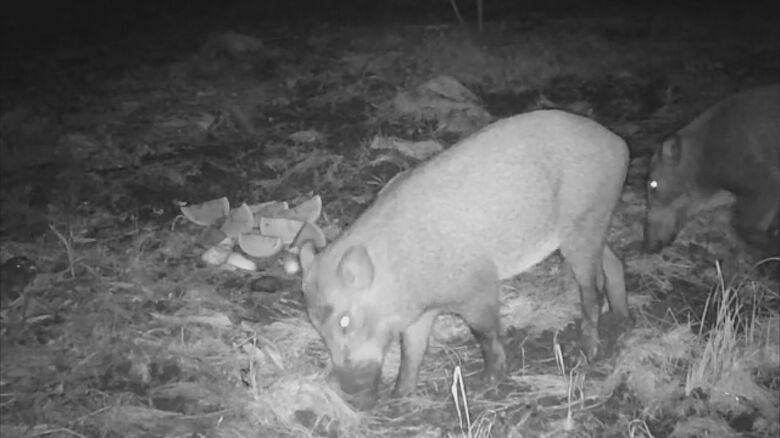 イノシシ（提供：山﨑久雄さん）