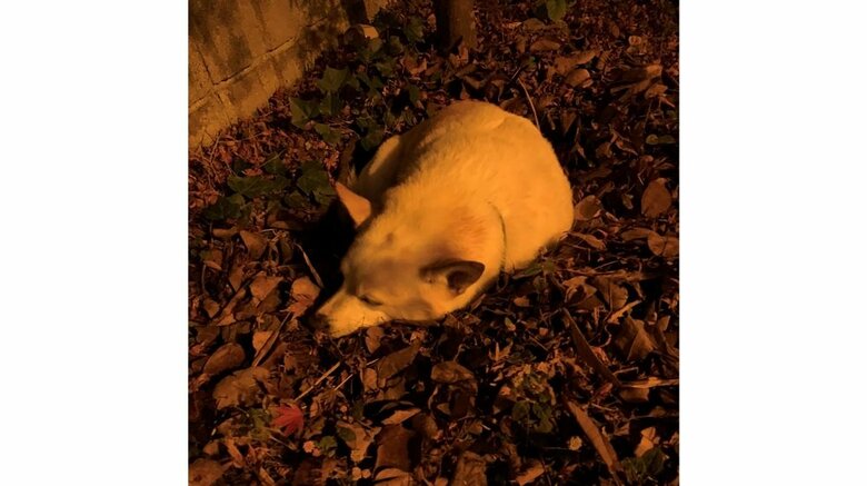 ぐっすり気持ちよさそう