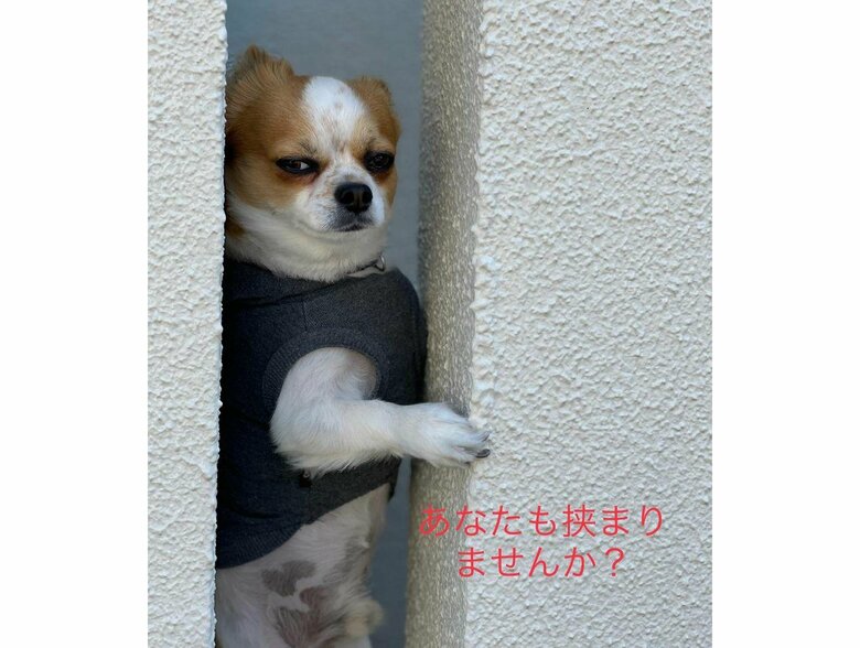 （提供：SORA/ちわわさん）