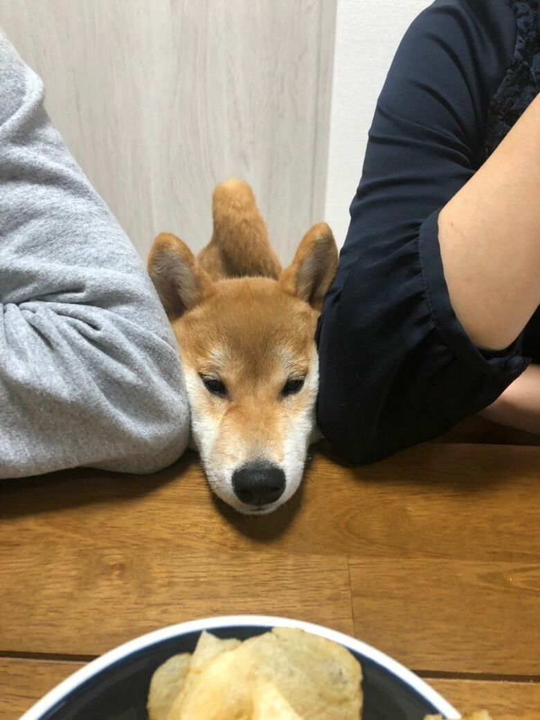 ポテチを狙っている（提供：torakichi602さん）