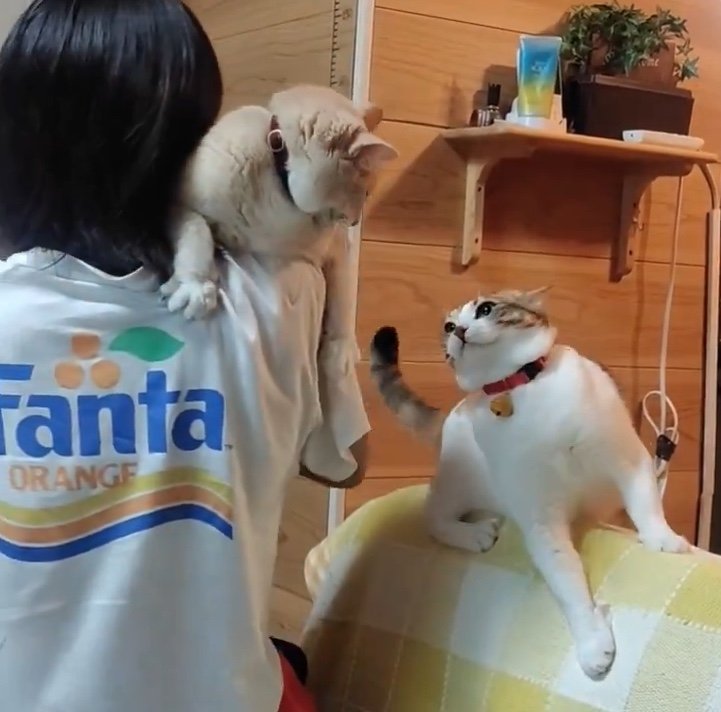 提供：nyaokoさん