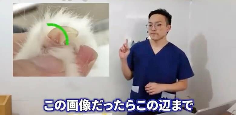 “赤い筋”の手前で切るのが重要