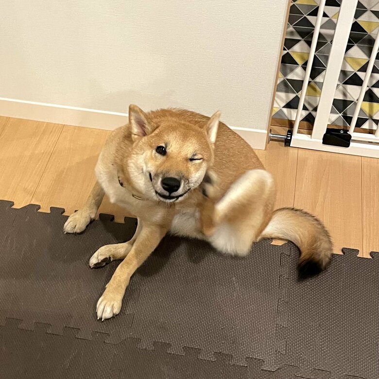 提供：柴犬まるやん日記さん