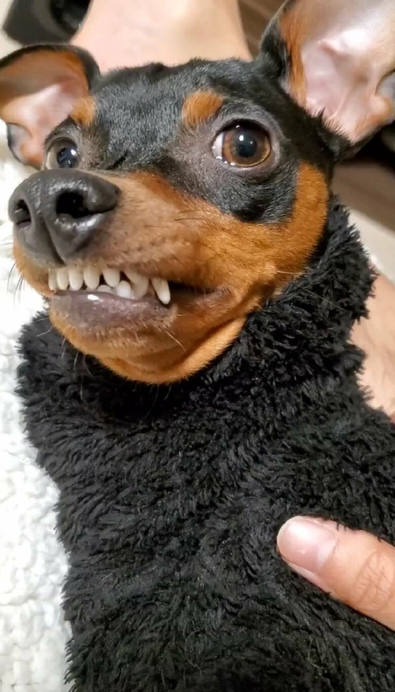 暴れん坊だというタンバくん