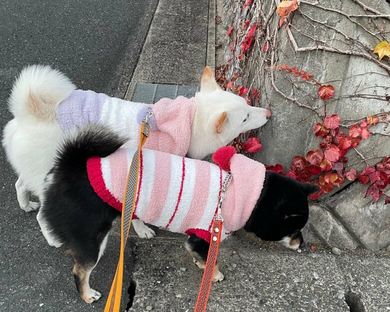 提供：柴犬のくぅとそらさん