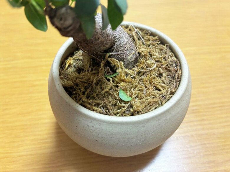 葉が落ちているのは乾燥しすぎているサイン（特集班撮影）