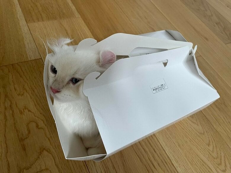 箱好きのおこめちゃんは自分より小さい箱にも入ろうと頑張る