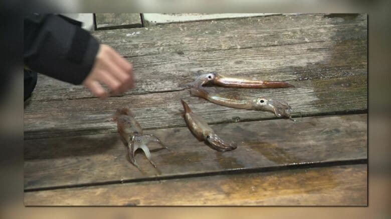 解禁当初は歴史的な不漁