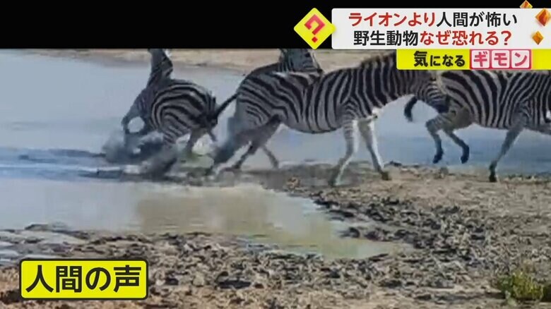 人間の声に驚き、逃げるシマウマたち