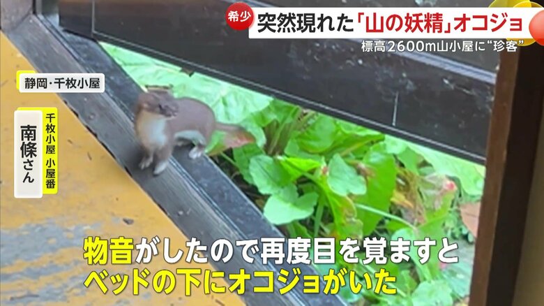 ｢ベッドの下にオコジョがいた」と話す千枚小屋の小屋番・南條さん