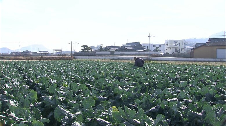 日本一面積が小さい香川県がブロッコリーの作付面積全国2位