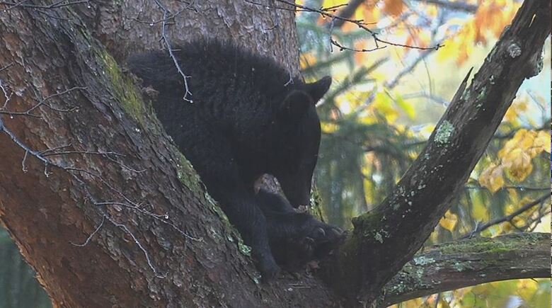 木の上にとどまったクマ（11月10日、大町市）