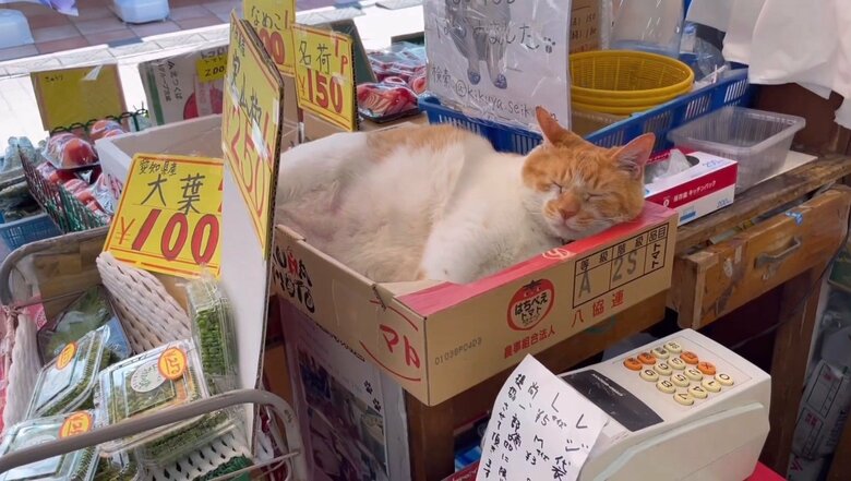 レジ横でもお昼寝