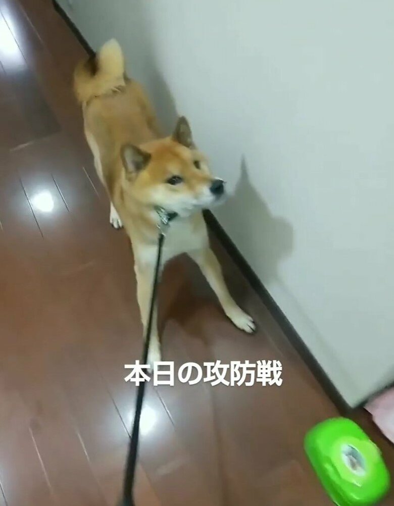 散歩の準備ができても外に出たがらない