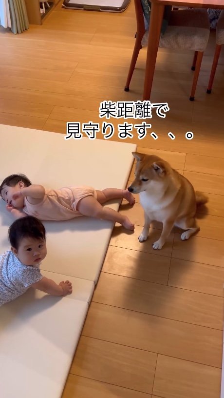提供：柴犬　むぎさん