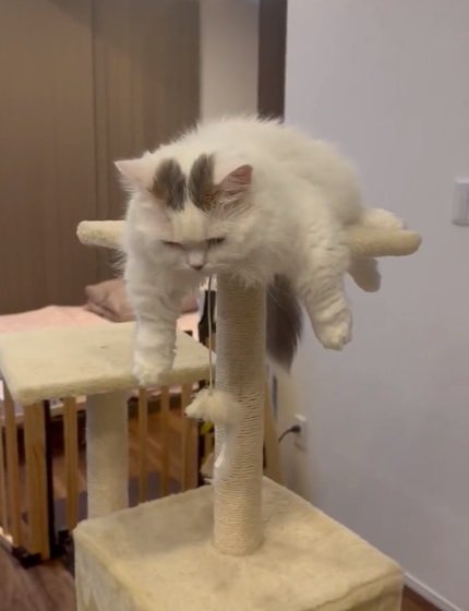 ゆきおくんもキャットタワーでバテ中…