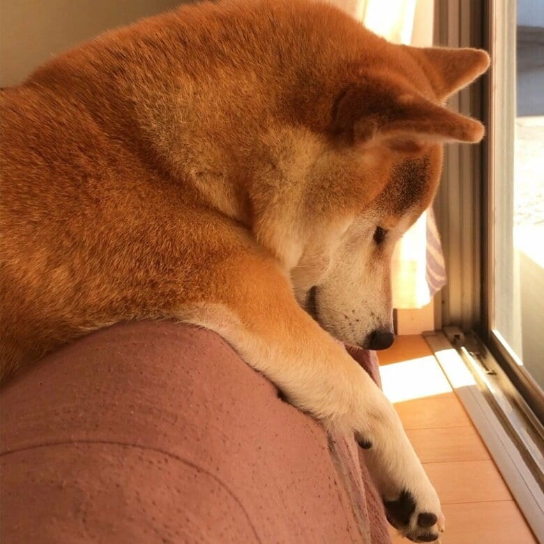 日なたぼっこをしてぬくぬくな様子