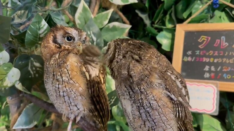 「も、もう一度！」