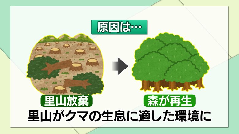 里山がクマの生息に適した環境へ