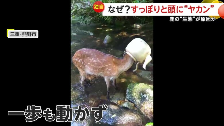 視界がふさがれおびえているのか、その場から1歩も動こうとしない鹿