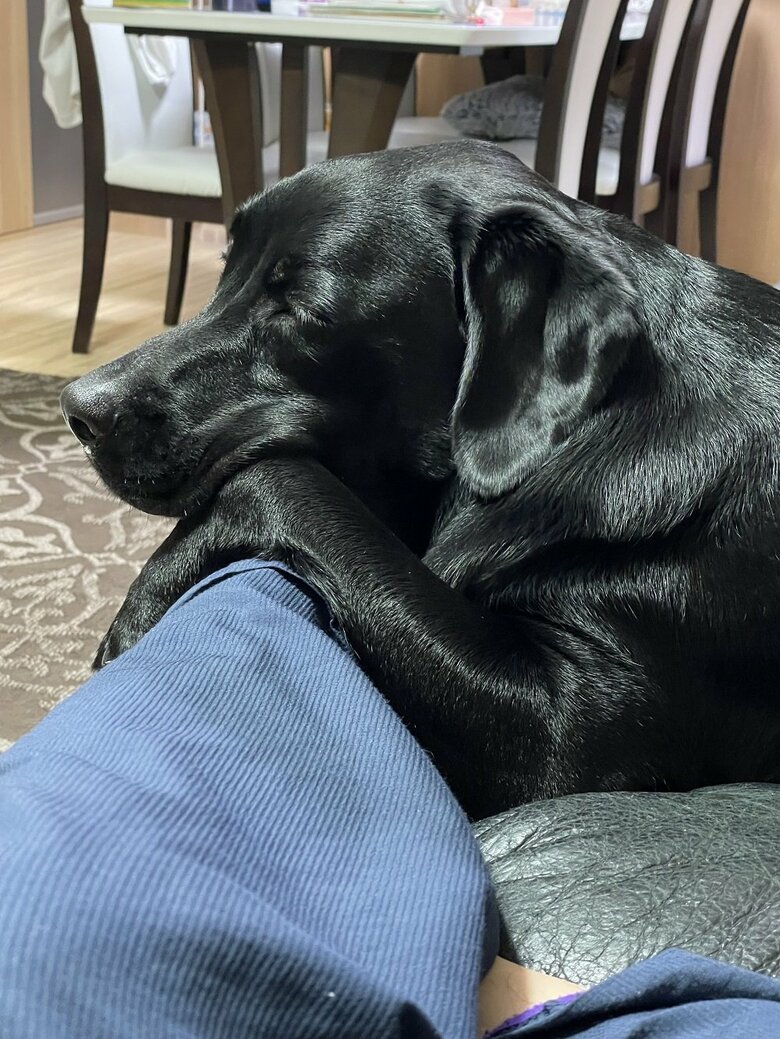 飼い主さんの足を枕にまったり